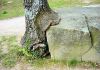 l-arbre-mangeur-277640.jpg