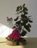 Filename=IKE_ROSE.JPG
Filesize=188KB
Dimensions=879x1141
Date added=Oct 09, 2011 IKE_ROSE.JPG