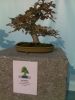 Filename=9.jpg
Filesize=361KB
Dimensions=1536x2048
Date added=Feb 05, 2012 9.jpg